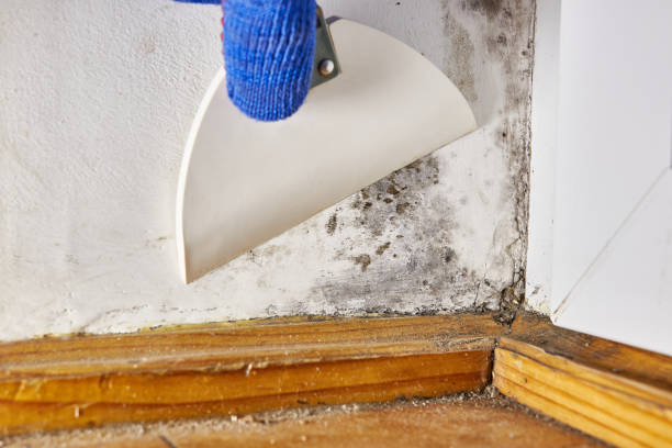 Best Air Quality Testing for Mold Spores  in Hiram, OH